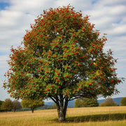 10ft Half-Standard Mountain Ash Tree | Mature Sorbus Aucuparia | 6/8cm Girth | Grown in 40L Airpot